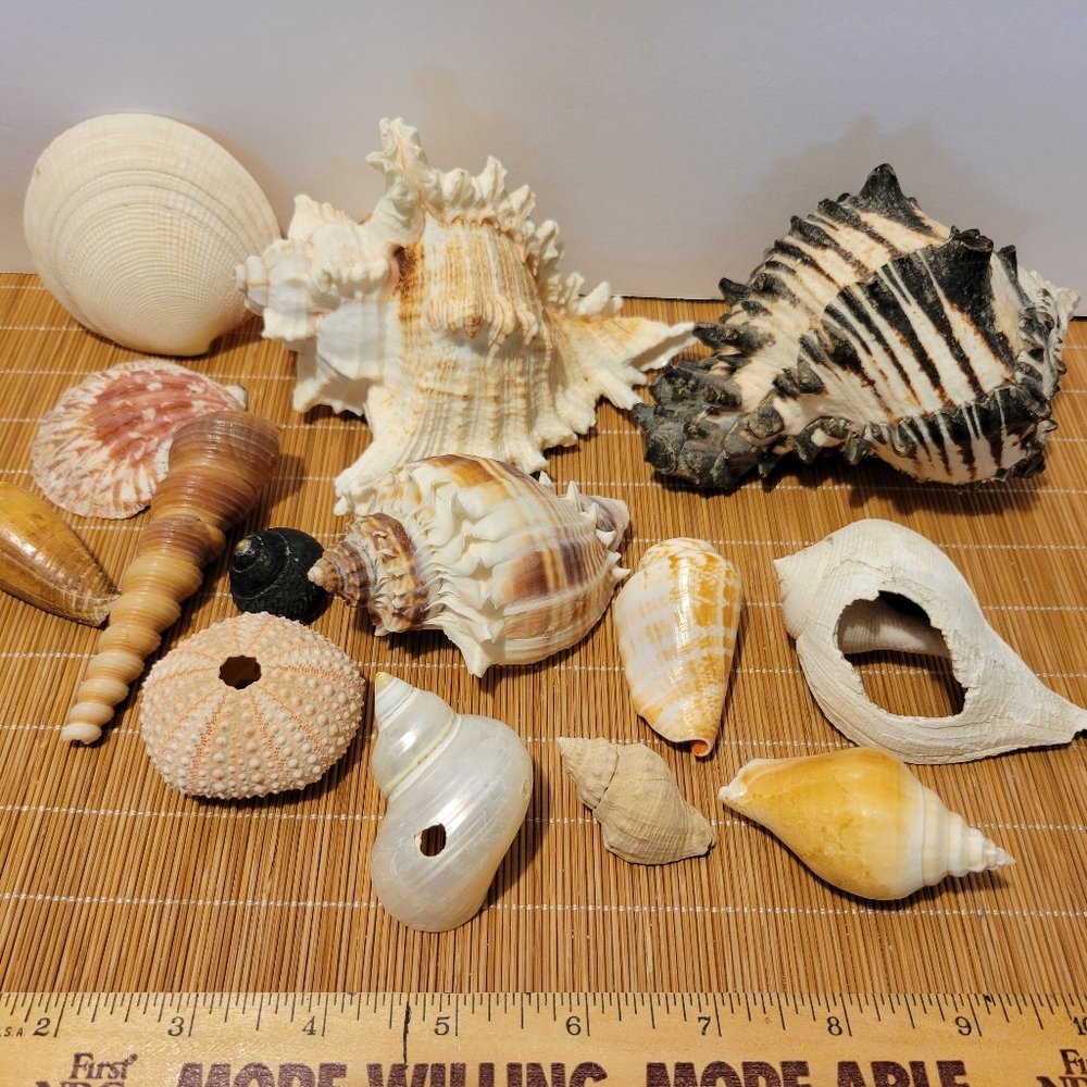 Sea Shell Assortment From Vintage Collection 14 Shells